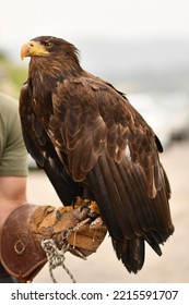 Big bird golden eagle Aquila Chrysaetos - Shutterstock ID 2215591707