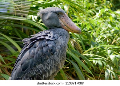 Big Bird Named African Shrew, Balaeniceps Rex.