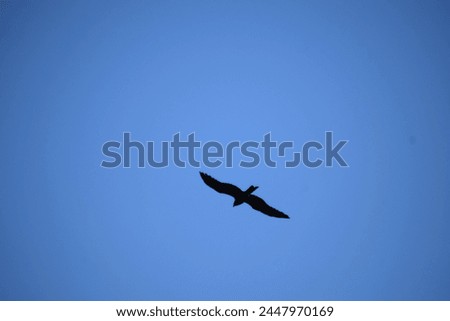 Similar – Image, Stock Photo Raabe in flight raven Bird
