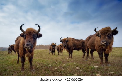 big bison