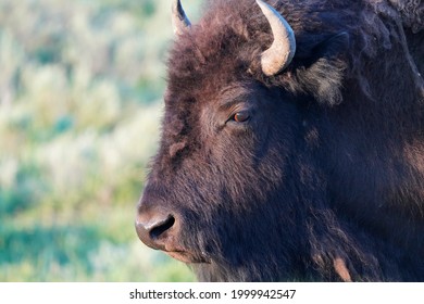 Big Bison Closeup in Yellowstone National Park