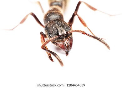 Big Black Ant Giant Opened Ready Stock Photo 1284454339 | Shutterstock