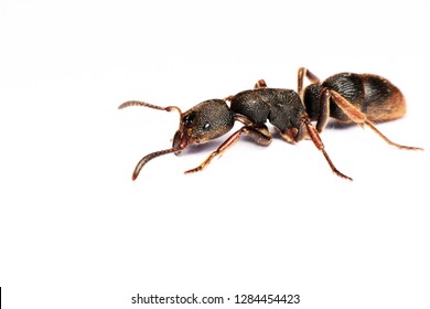 Big Black Ant Giant Opened Ready Stock Photo 1284454423 | Shutterstock