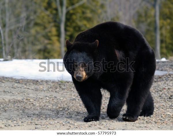 Big Black Bear Early Spring Stock Photo 57795973 | Shutterstock