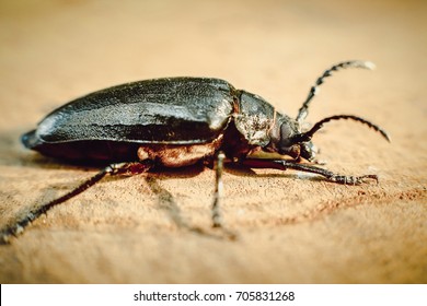 Big black beetle on wooden background (Rhinoceros bug,Rhino beetle, Hercules beetle, Horn beetle)