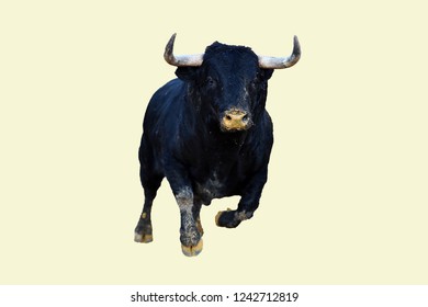 Are mistaken. Looking for big black bull wife right Looking for big black bull wife recommend