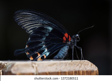 Big Black Butterfly In Black Background