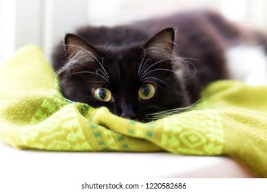big black cat lying on the windowsill - Shutterstock ID 1220582686
