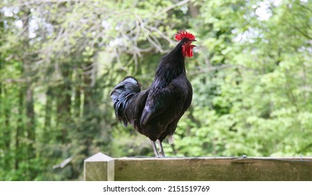 A big black cockerel in the french countryside, Normandy, France, Europe