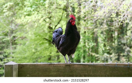 A big black cockerel in Normandy, France, Europe
