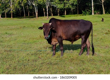 黒毛和牛 の画像 写真素材 ベクター画像 Shutterstock