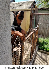 Big Black Doberman Barking. Summertime