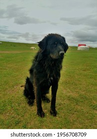 Big Black Dog In Countryside Mongolia Travels