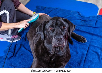 Big Black Dog Gets Laser Therapy During Treatment