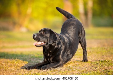 big black dog labrador retriever adult purebred lab in spring summer green park doing dog tricks bow reverence invite to play on the grass in sunshine