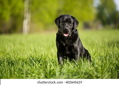 Big Black Dog Labrador Retriever Adult Purebred Lab In Spring Summer Green Park On The Grass In Sunshine