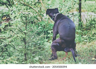 A big black dog poops in the park sitting over the grass and spreading its paws