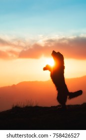 Grosser schwarzer Hund erhob sich auf zwei Pfoten in Silhouette in einem bunten Sonnenuntergang.