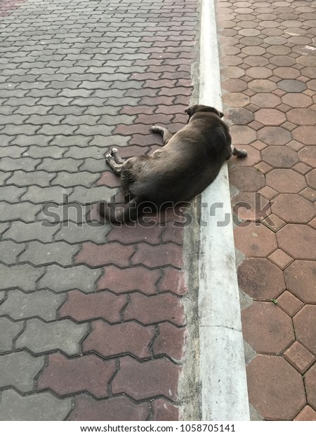 Big Black Dog Short Hair Sleeping Stock Photo Edit Now 1058705141