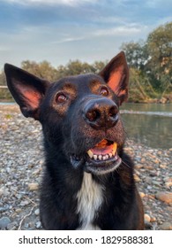 Big Black Dog Surprised Wtf