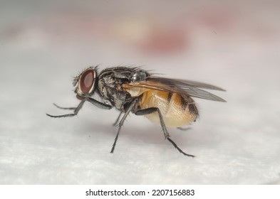 Big Black Fly Red Eyes Stock Photo 2207156883 | Shutterstock