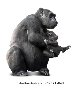 Big Black Gorilla And Her Baby.isolated On White