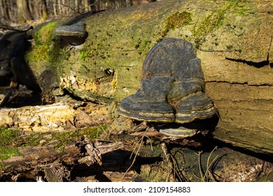 Big Black Hoof Fungus On A Fallen Tree. Sunny Day In The Woods, Usonia Concpet.