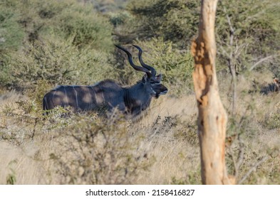 A Big Black Impala Standing In A Grass In A Desert Safari