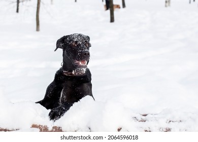 a big black labrador retriever in the winter forest. A large portrait. Snowdrift. Snow. Looks at the camera. Lying in a snowdrift. snow on the head