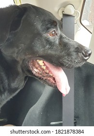 A Big Black Labrador Sitting Smiling In The Car.