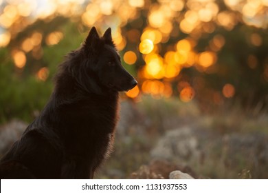 Big Black Long Haired Dog Breed Belgian Sheepdog At Sunset