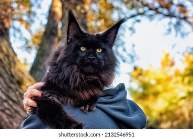 Big Black Maine Coon Cat Sitting Stock Photo 2132546951 | Shutterstock