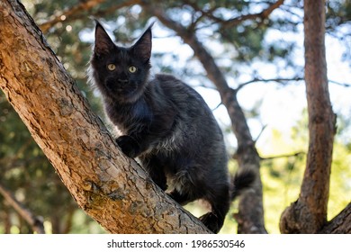 A Big Black Maine Coon Kitten Sitting On A Tree In A Forest In Summer.