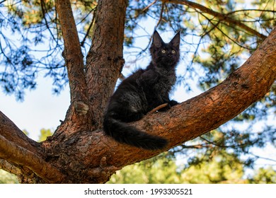 A Big Black Maine Coon Kitten Sitting On A Tree In A Forest In Summer.