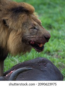 Big Black Mane Lion Feeding On A Cape Buffalo