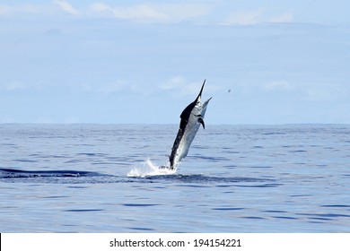 Big Black Marlin Skyward