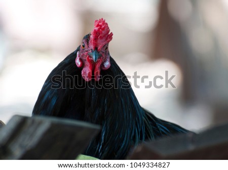 Big black rooster portrait with red crest on head.