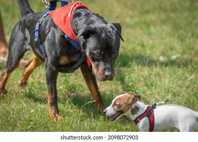 big black rottweiler versus small white dog in a green park - Powered by Shutterstock