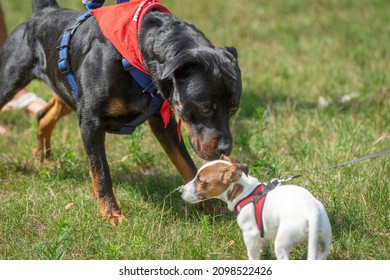 big black rottweiler versus small white dog in a green park - Powered by Shutterstock