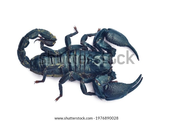 Big Black Scorpion Dangerous Poisonous Horrifying Stock Photo ...