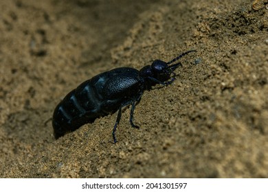 654 Hard shell beetle Images, Stock Photos & Vectors | Shutterstock