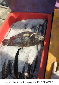 A Big Black Snapper Laying Above Red Box Fully With Dry Ice And A Lot Of Fish