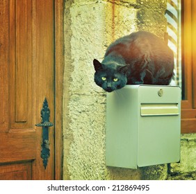 Big Black Street Cat Jumped On House Post Box. Filters Applied