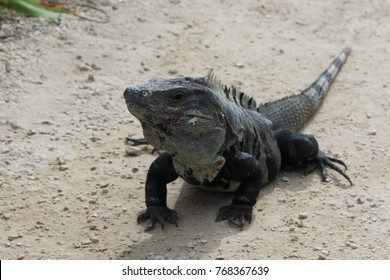 Big Black Striped Spiny Tailed Iguana Stock Photo 768367639 | Shutterstock