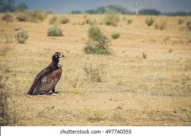 Big Black Vulture Resting On The Ground, Rajasthan Desert, India