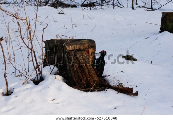 Big Black Woodpecker Red Head Zhelna Stock Photo Edit Now 627518348