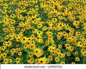 Big black-eyed Susan Rudbeckia hirta flowers field, top view of a lot of yellow daisy beautiful summer flowers from sunflower family with green stalks and leaves, yellow petals and dark brown center
