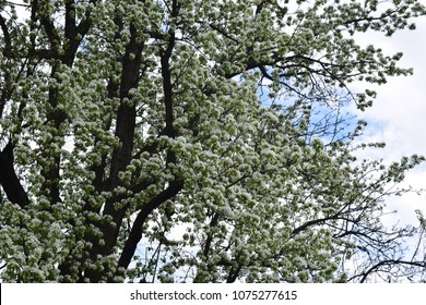 Big blossom white tree on sky background. Beautiful spring time photography.