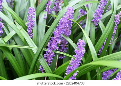 Big blue lily-turf flowers. Asparagaceae perennial plants. Numerous pale purple florets are borne on spikes from July to October. - Shutterstock ID 2202404733