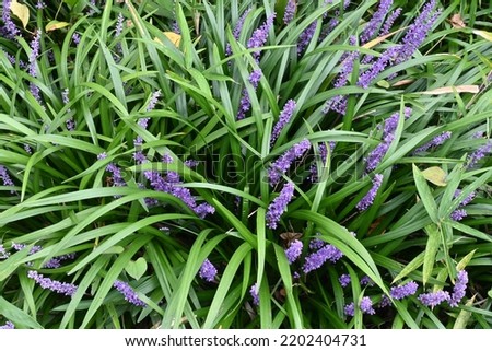 Big blue lily-turf flowers. Asparagaceae perennial plants. Numerous pale purple florets are borne on spikes from July to October.